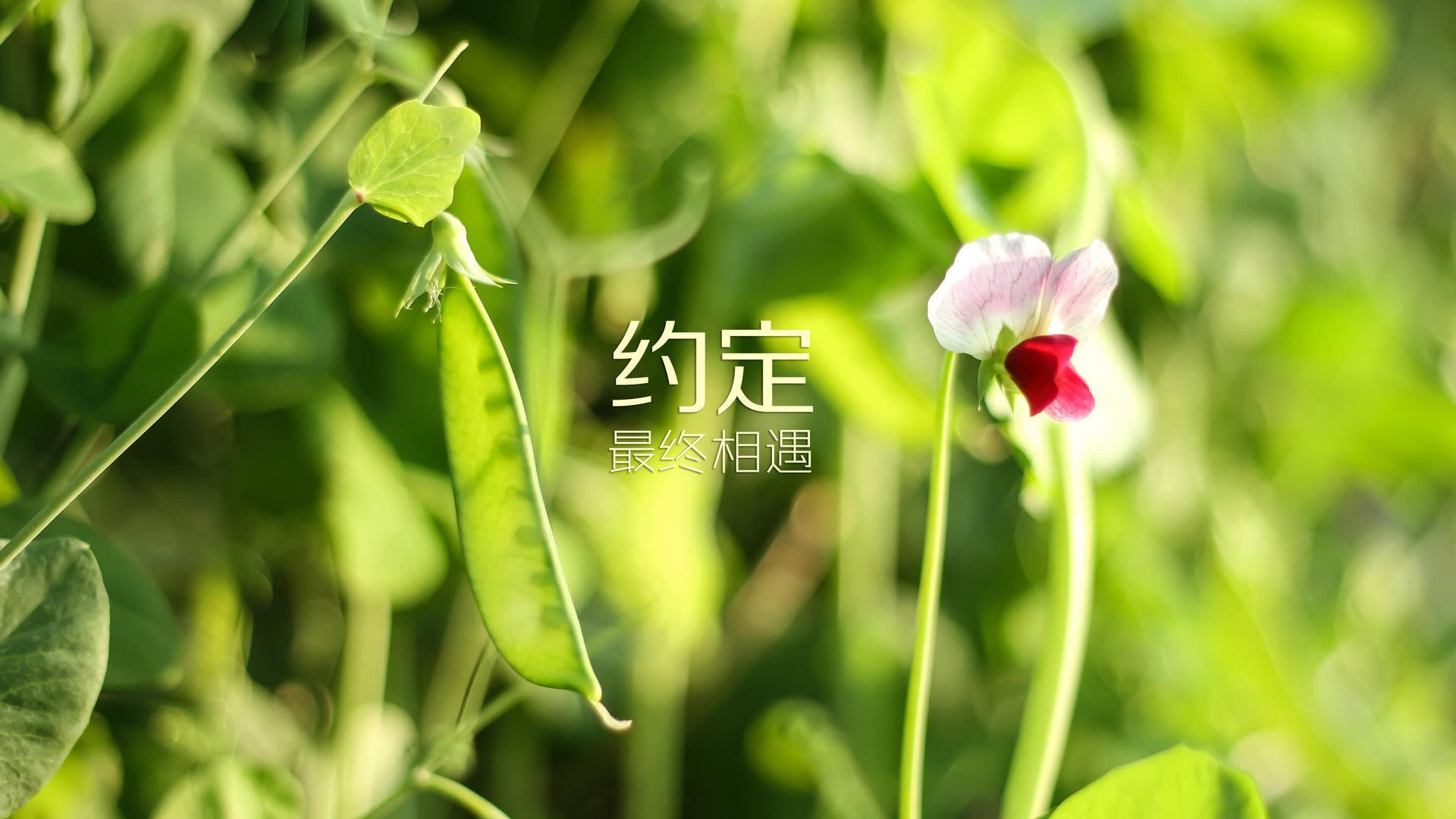 赛季末冲刺:哪些球队有望登顶冠军排名?,球队冠军总数最多